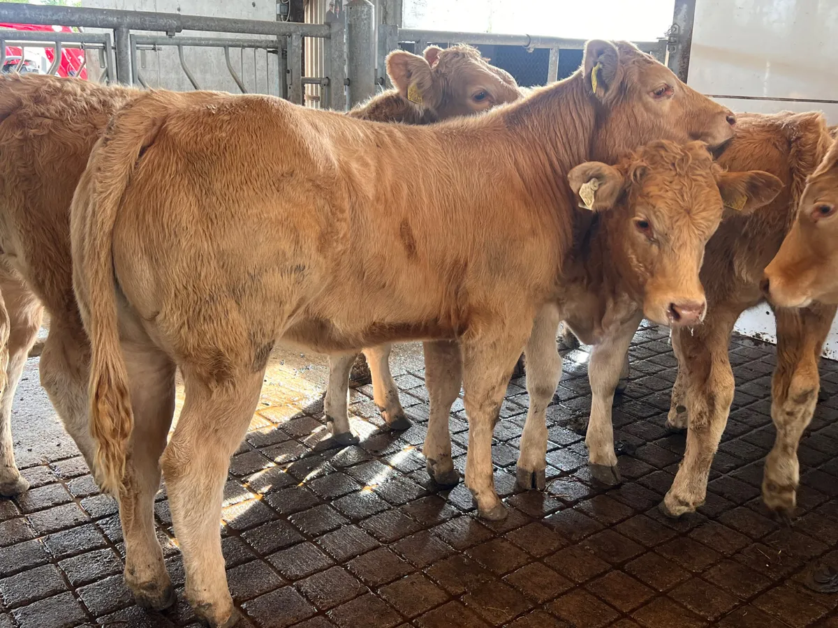 • FRESH IN •  Charolais Heifers - Image 1