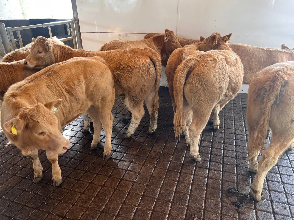 Really Nice Charolais Heifers - Image 1
