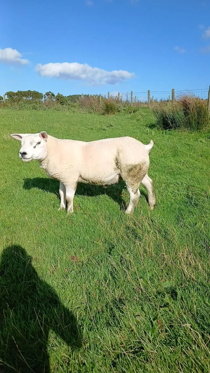Pure Bred Texel Shearling - Image 3