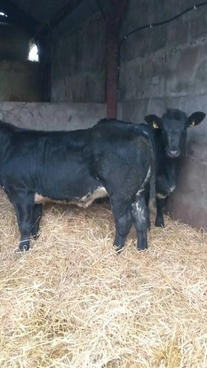 2 smashing super u grade heifers - Image 1