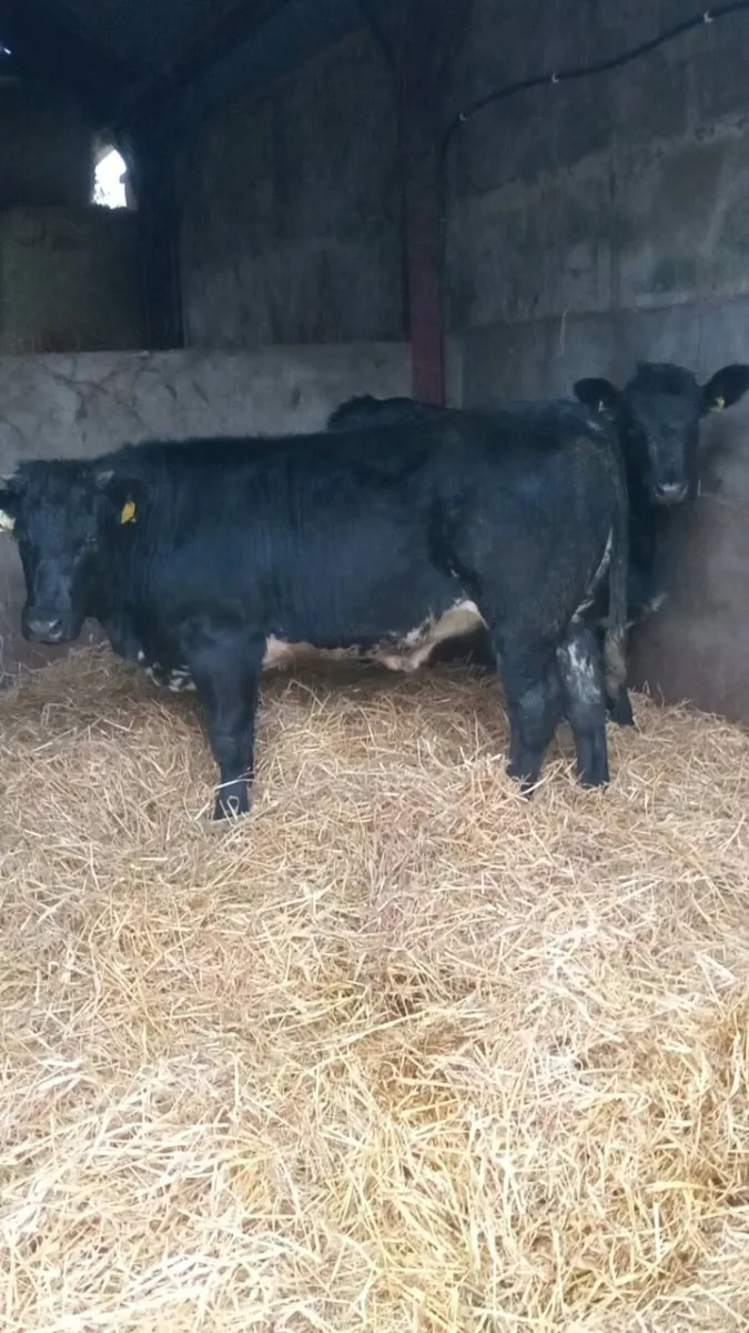 2 smashing super u grade heifers - Image 3