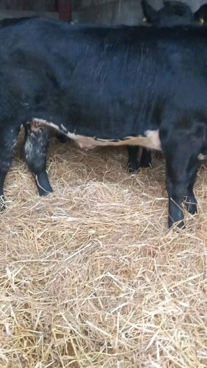 2 smashing super u grade heifers - Image 2