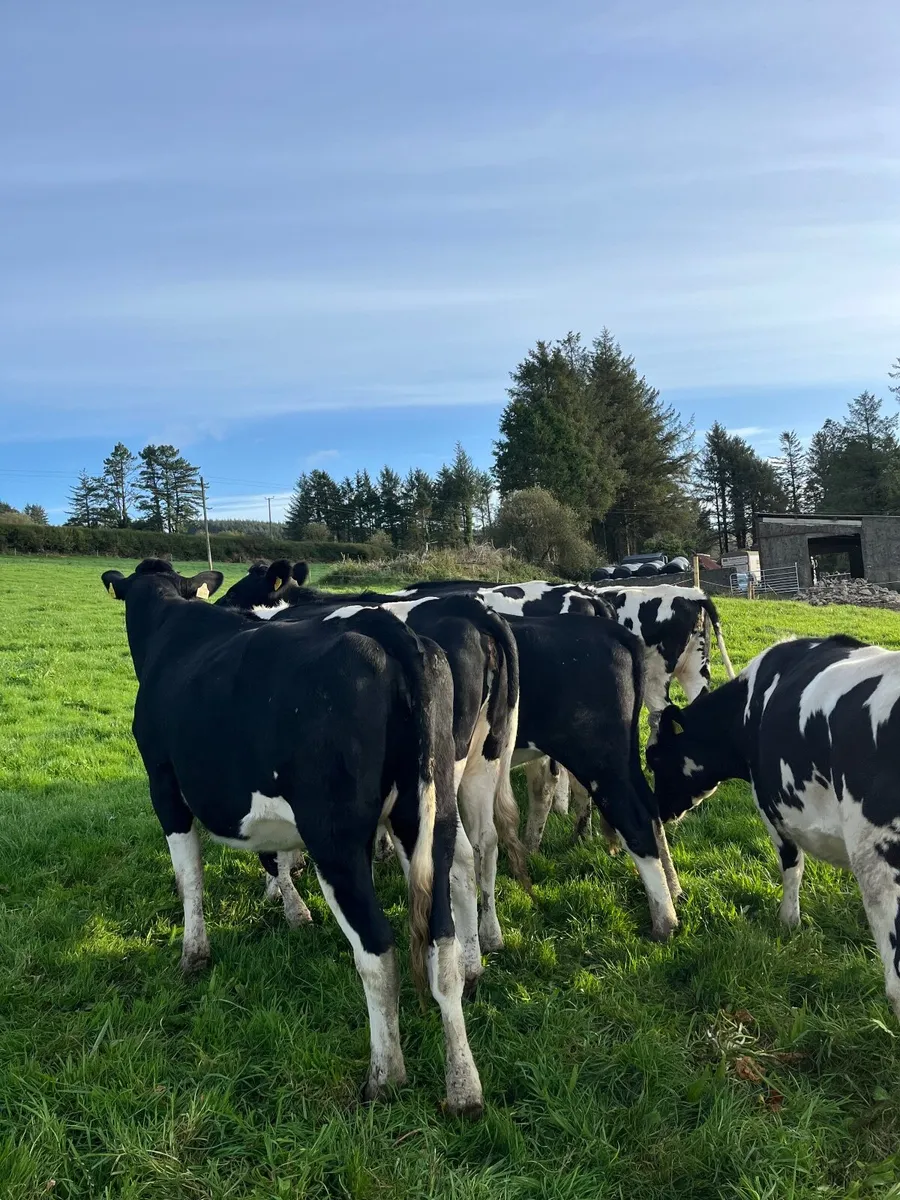 Friesan heifers - Image 2
