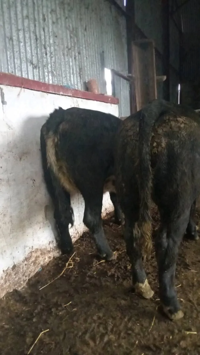 2 smashing super u grade heifers - Image 4