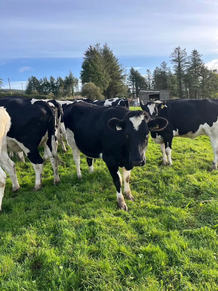 Friesan heifers - Image 4