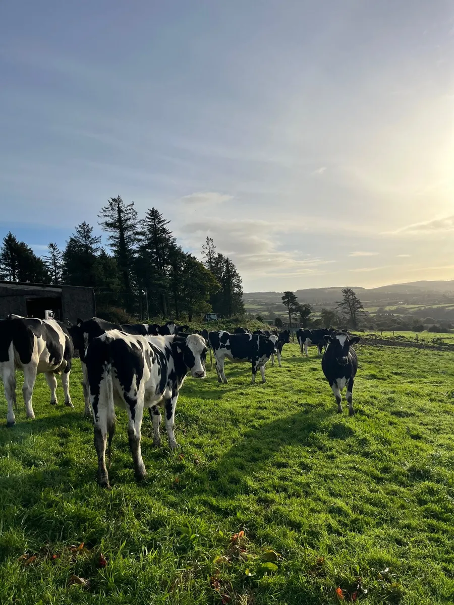 Friesan heifers - Image 1