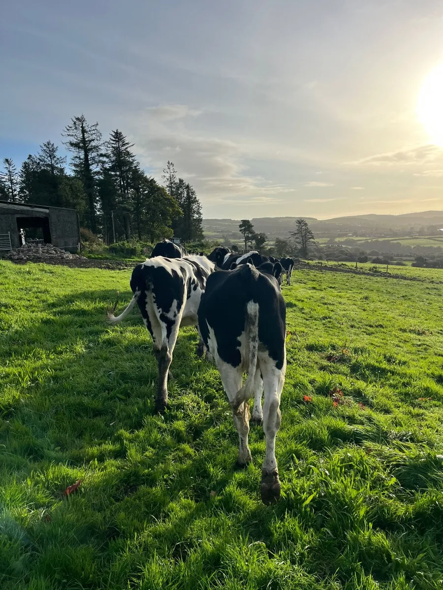 Friesan heifers - Image 3