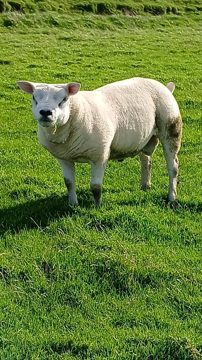 Pure Bred Texel Shearling - Image 4