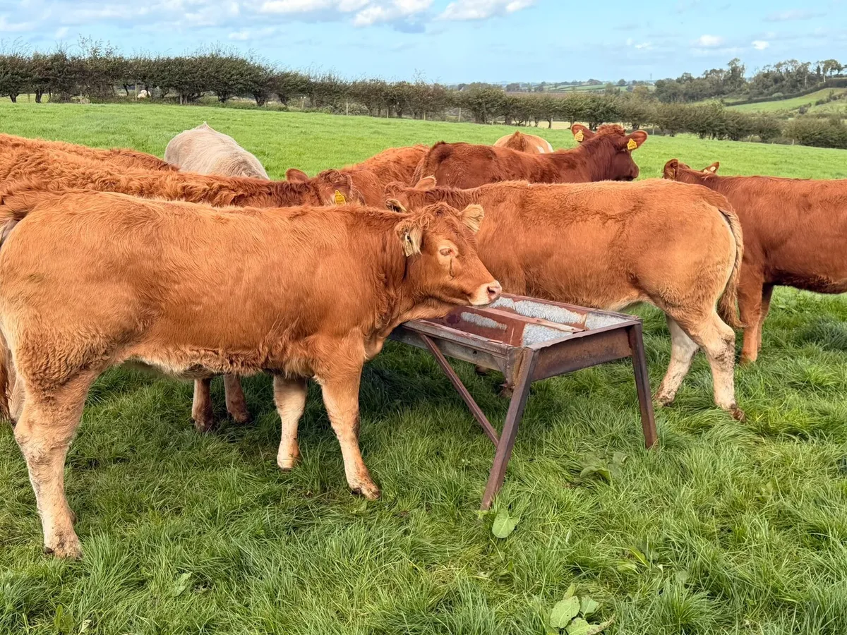 Charolais & Limousin Heifers - Image 3