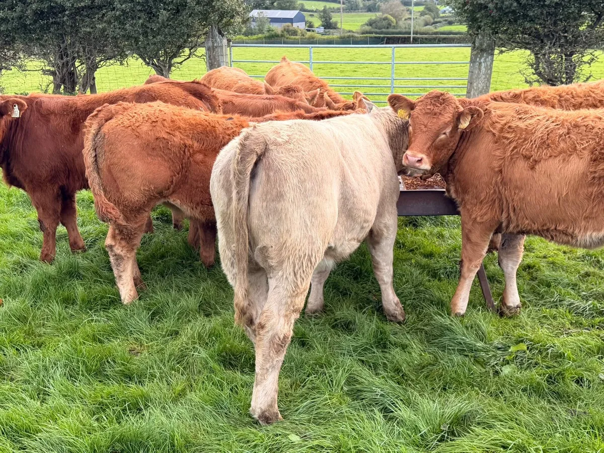 Charolais & Limousin Heifers - Image 4