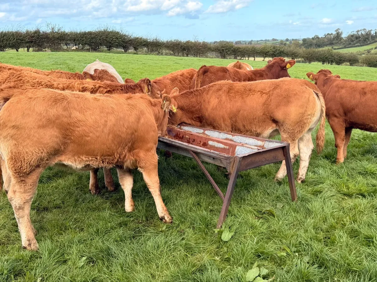 Charolais & Limousin Heifers - Image 2