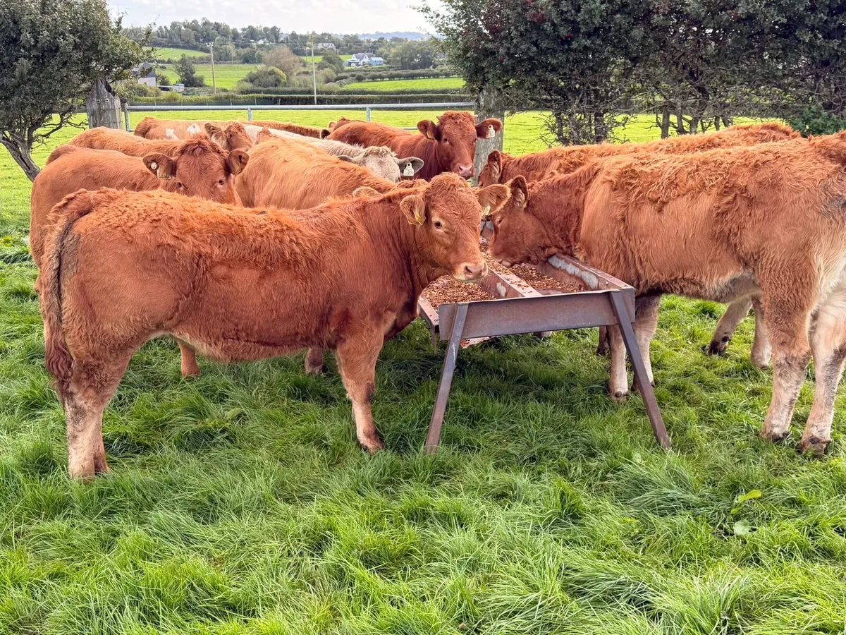 Charolais & Limousin Heifers - Image 1