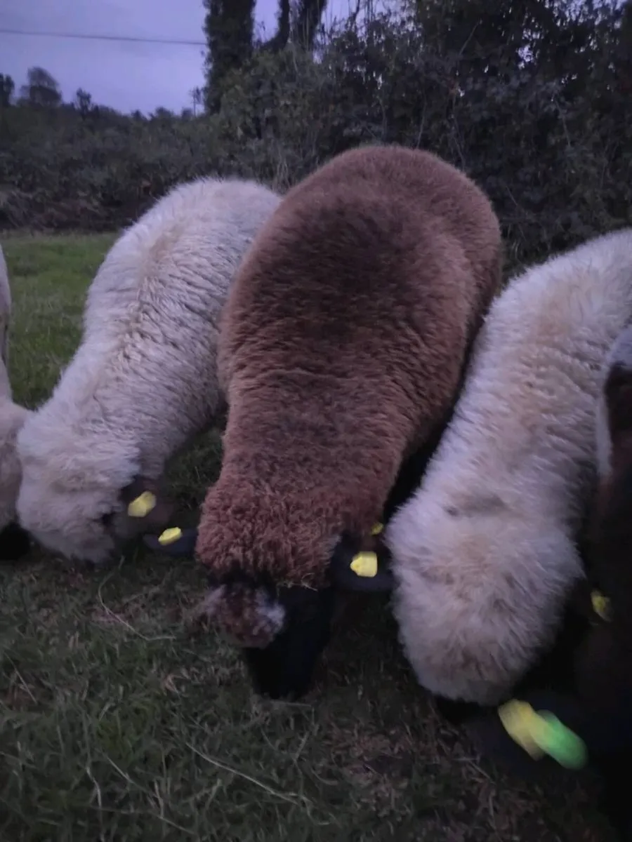 Hybrid ram - Image 1
