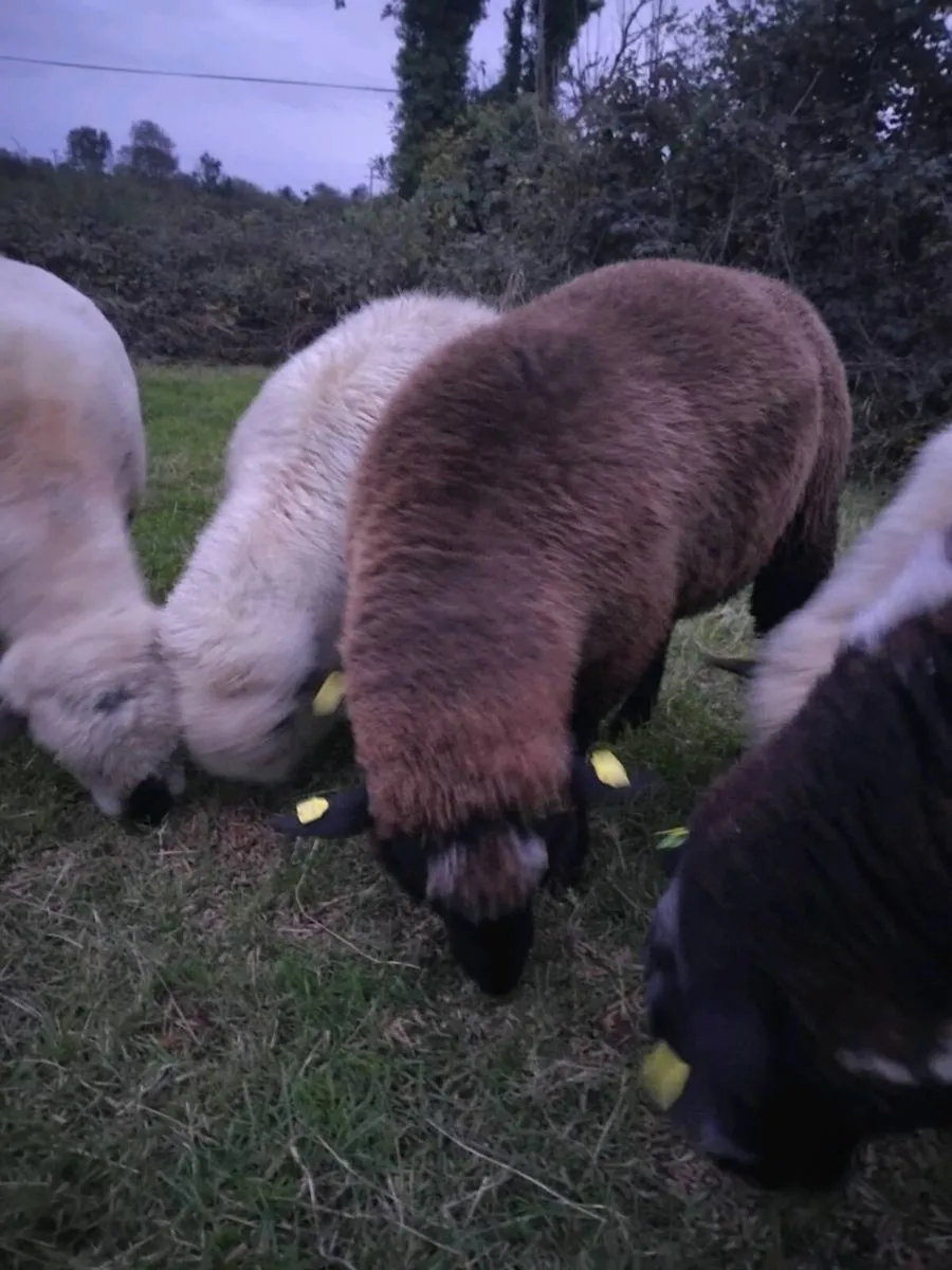 Hybrid ram - Image 2