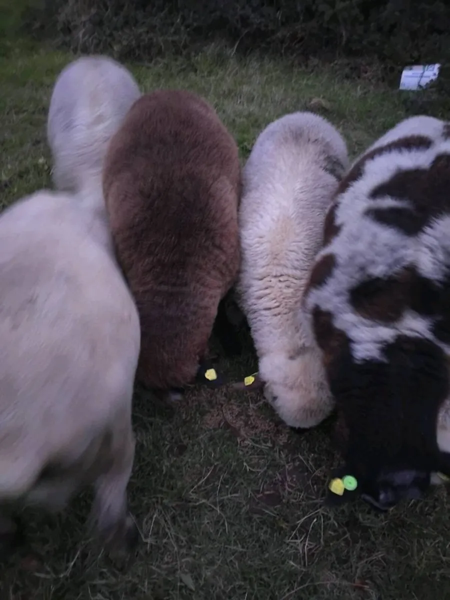Hybrid ram - Image 3