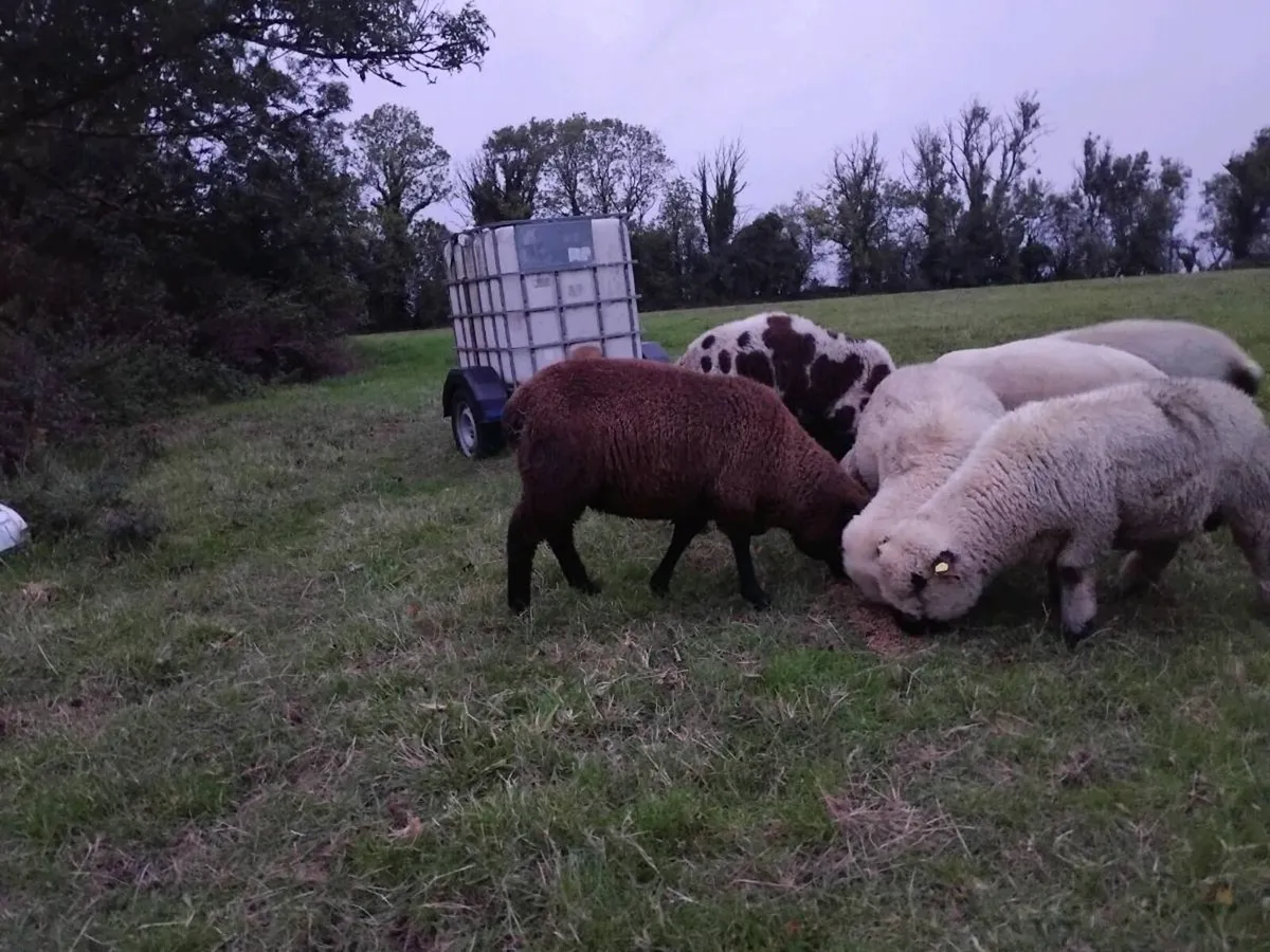 Hybrid ram - Image 4