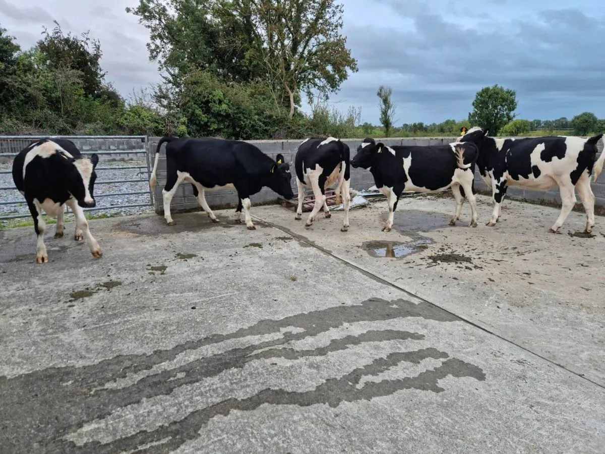 Incalf dairy heifers