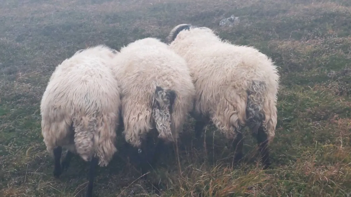 Hogget Ram - Image 3