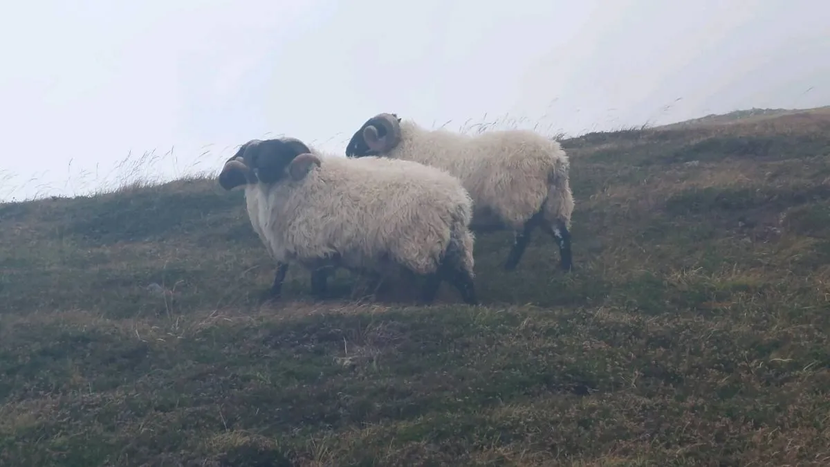 Hogget Ram - Image 4