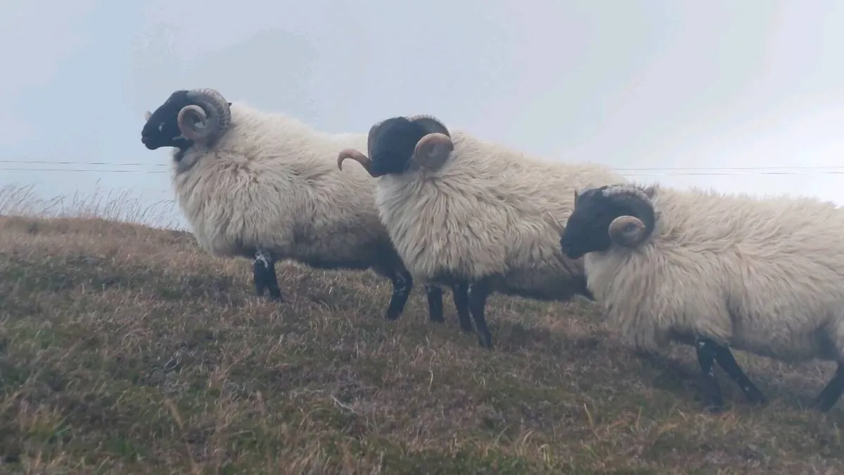 Hogget Ram - Image 2
