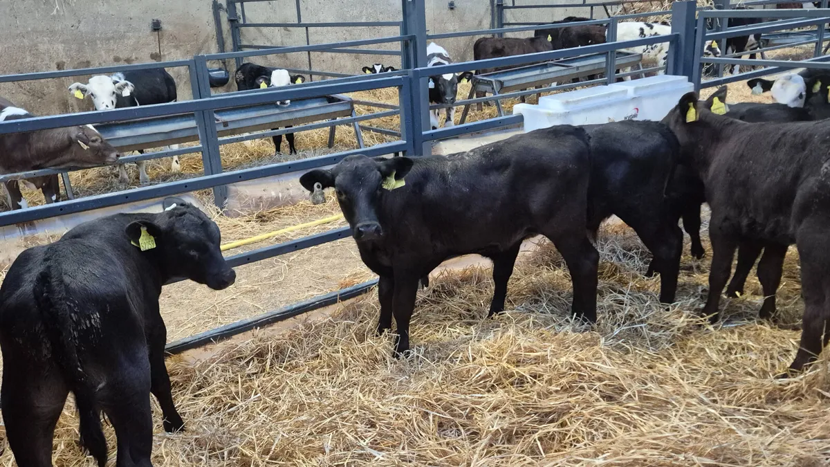 10 Quality Aberdeen Angus bull sucks for sale - Image 4
