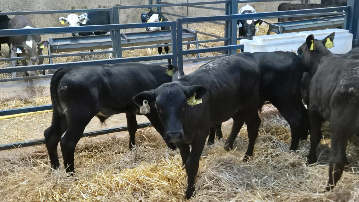 10 Quality Aberdeen Angus bull sucks for sale - Image 3