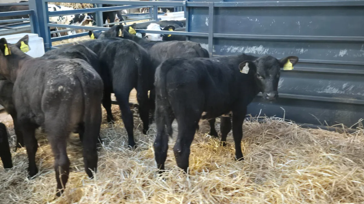10 Quality Aberdeen Angus bull sucks for sale - Image 1