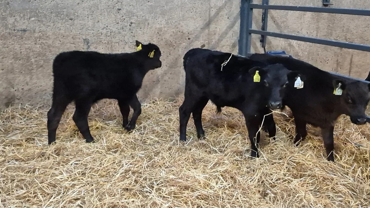 7 Aberdeen Angus bull calves for sale - Image 3