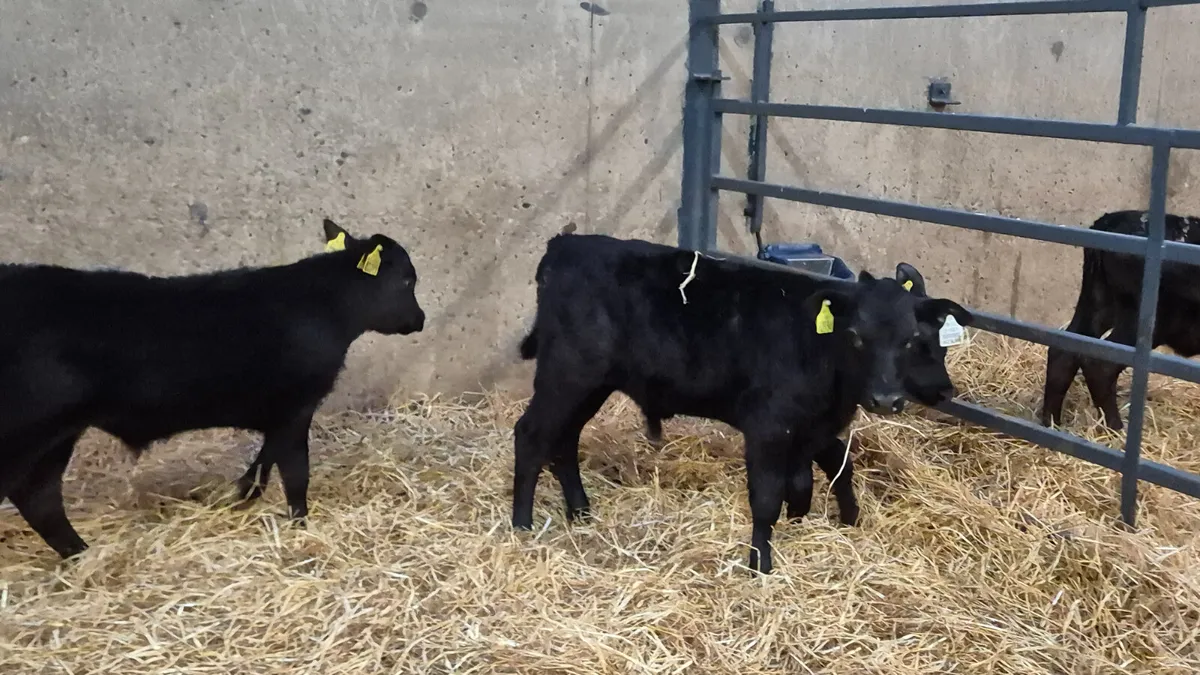 7 Aberdeen Angus bull calves for sale - Image 2