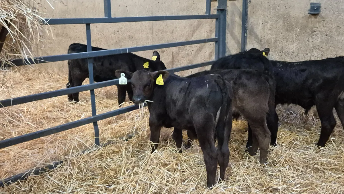 7 Aberdeen Angus bull calves for sale - Image 4