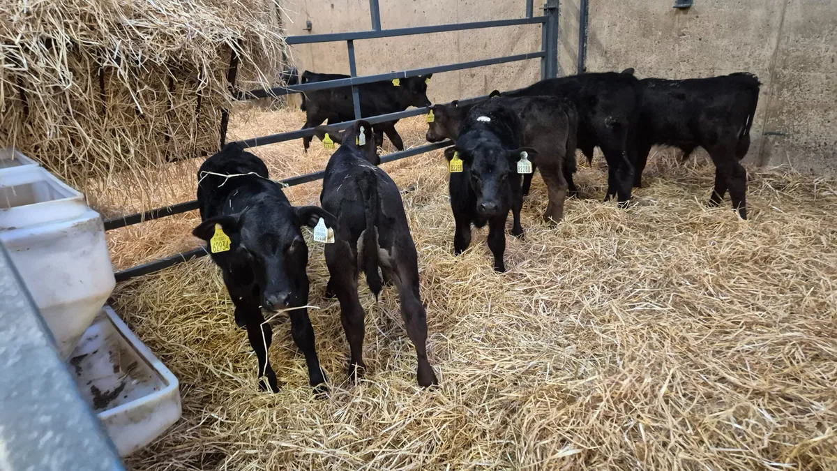 7 Aberdeen Angus bull calves for sale - Image 1