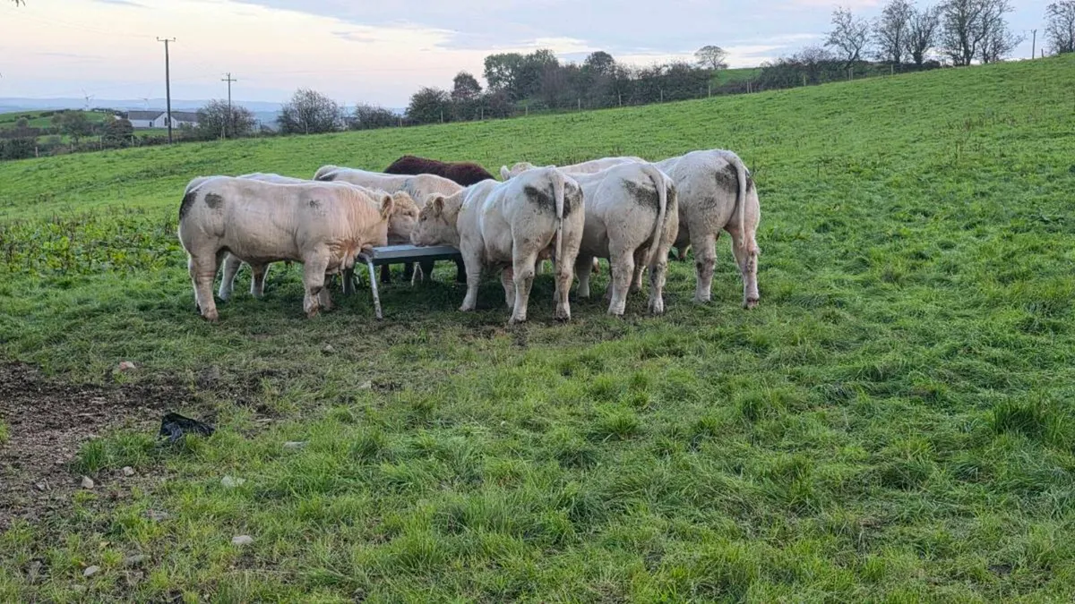 Pedigree Charolais Bulls - Image 2
