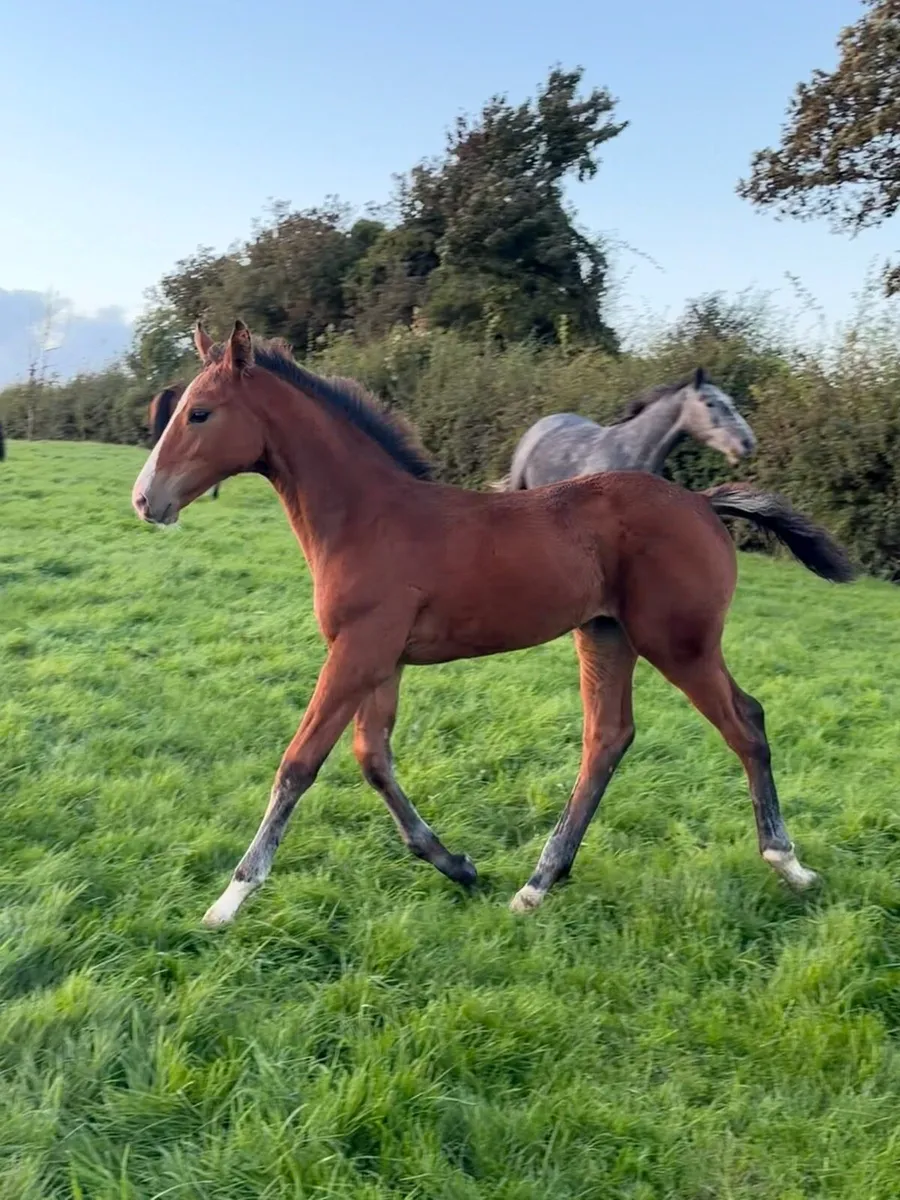 Filly foal by Hardrock Z - Image 1