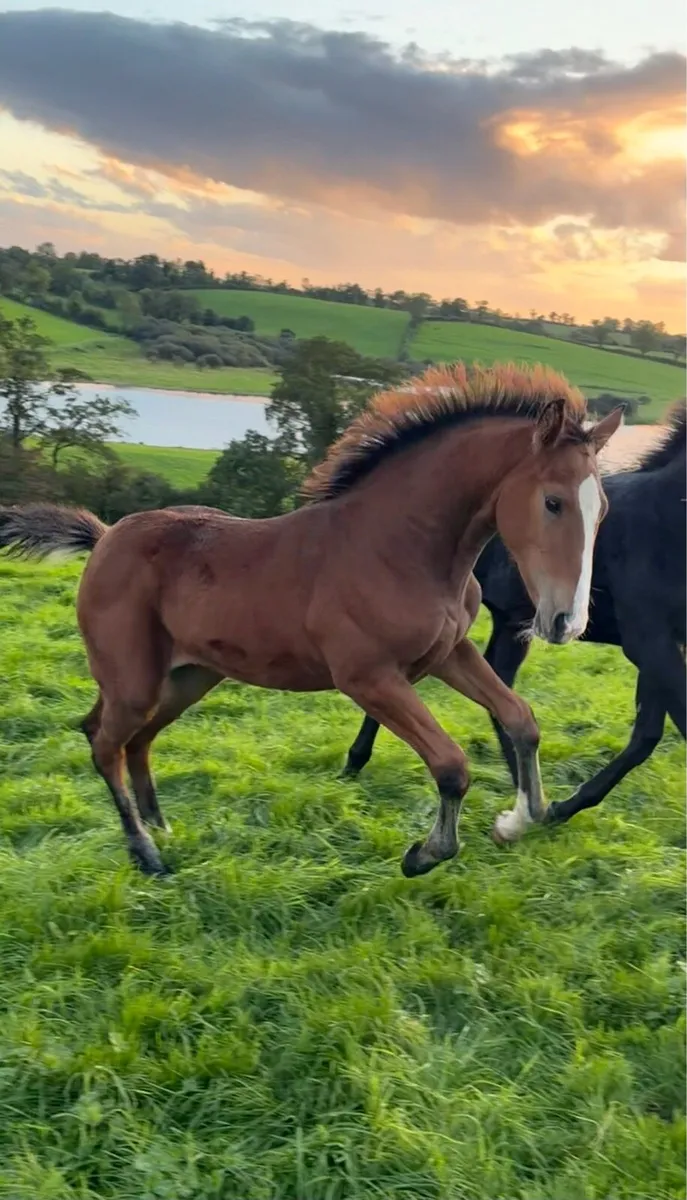 Filly foal by Hardrock Z - Image 2