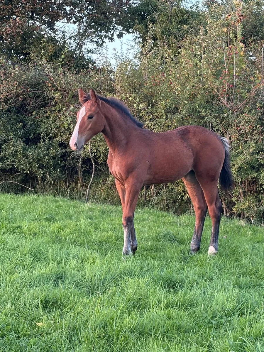 Filly foal by Hardrock Z - Image 3