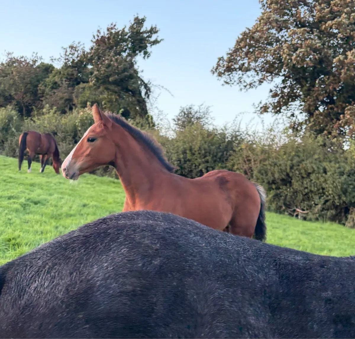 Filly foal by Hardrock Z - Image 4