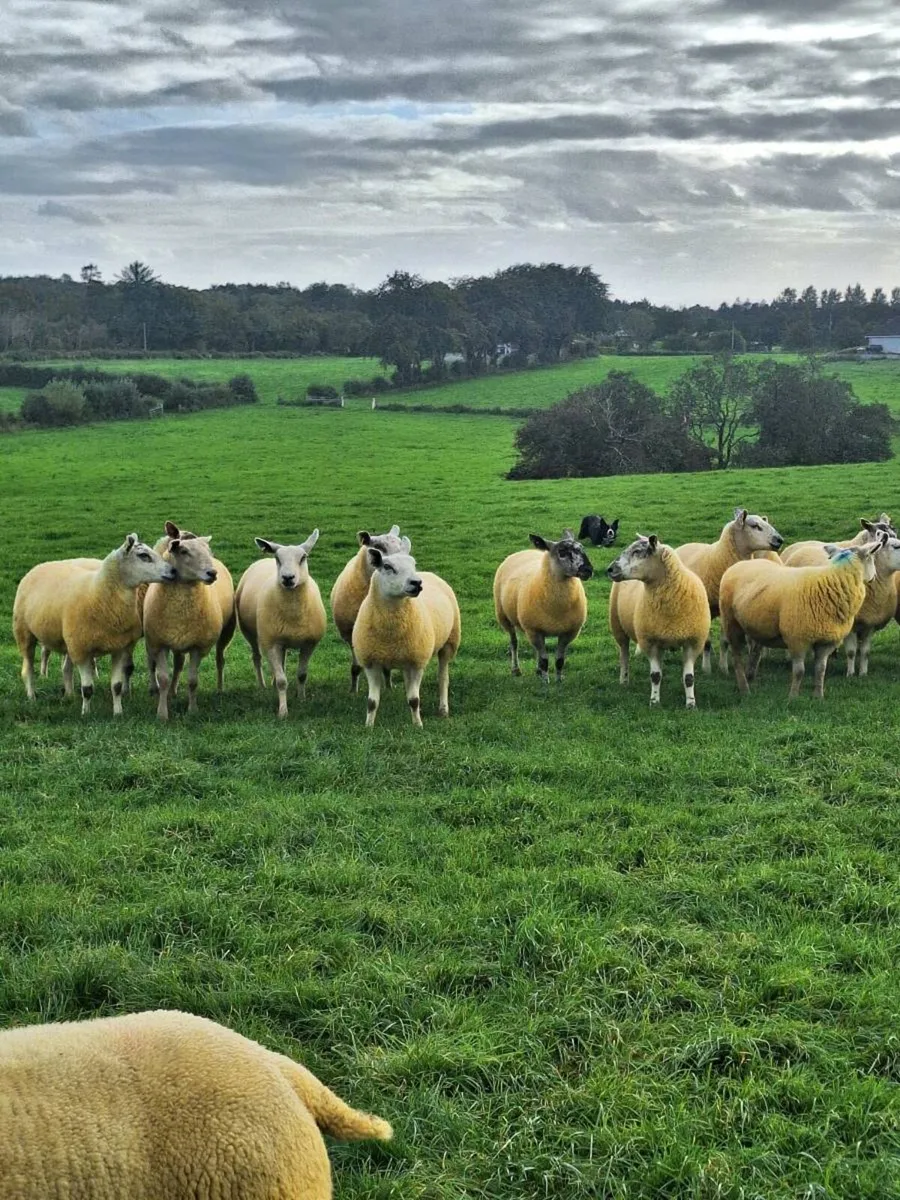 Texel hoggets - Image 1
