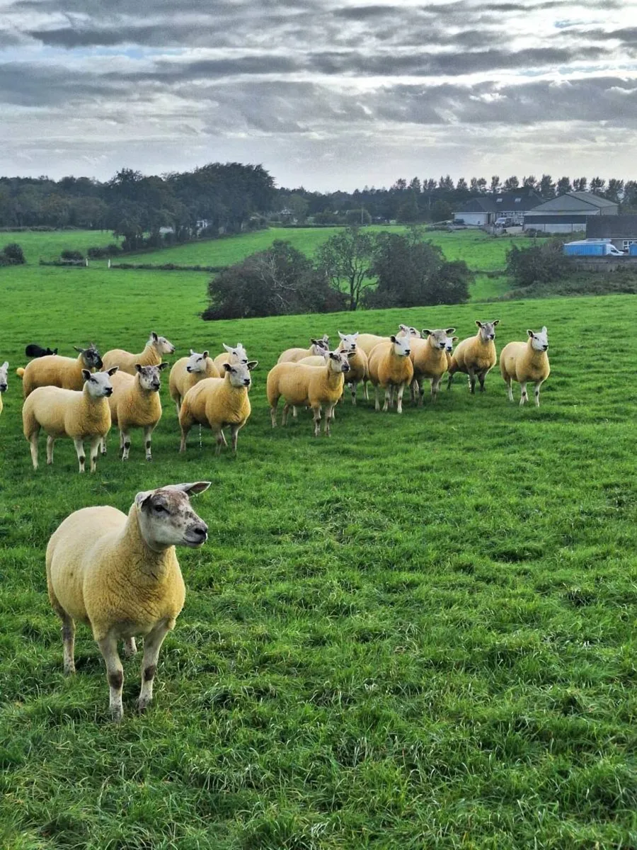 Texel hoggets - Image 3