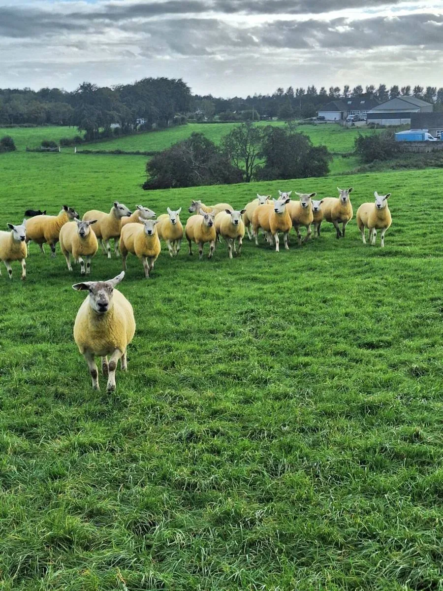 Texel hoggets - Image 4