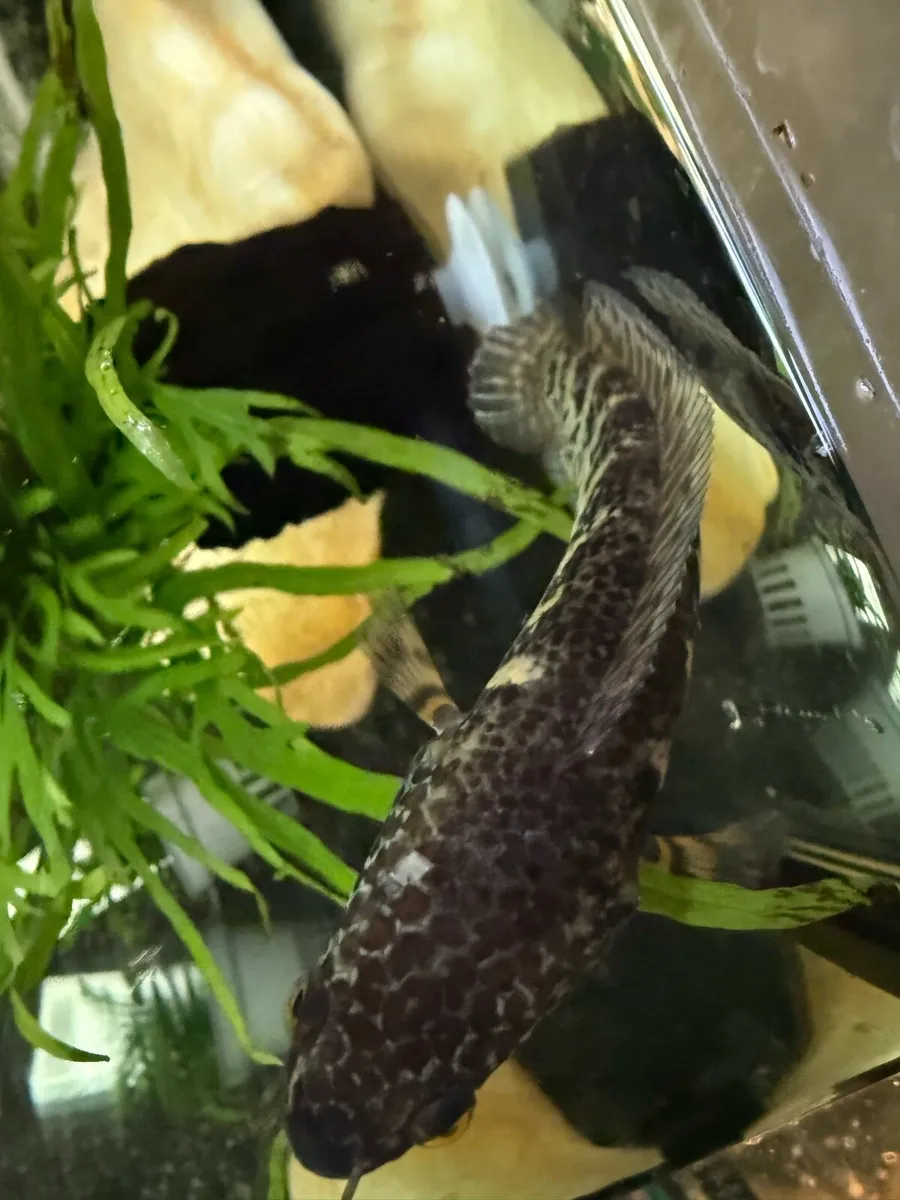 Golden cobra snakehead - Image 3