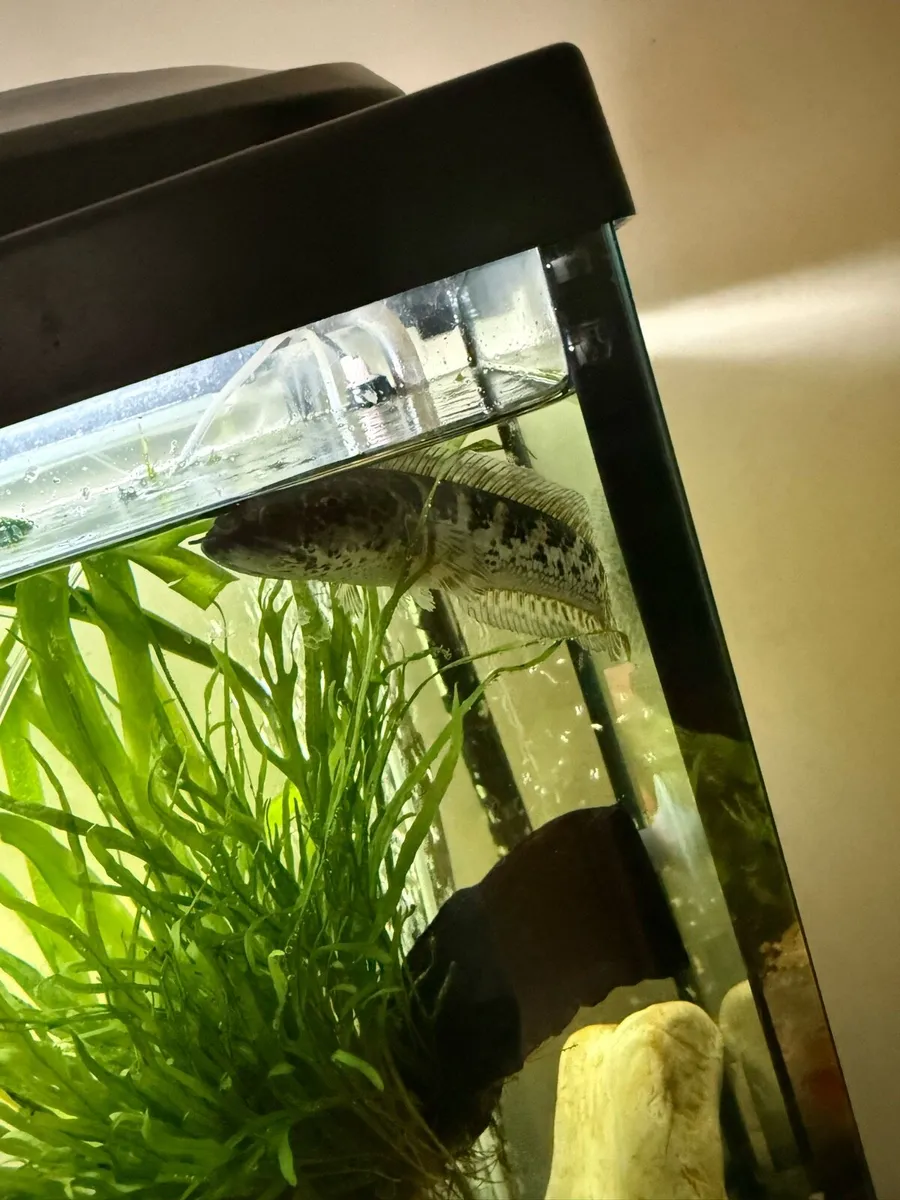Golden cobra snakehead - Image 1