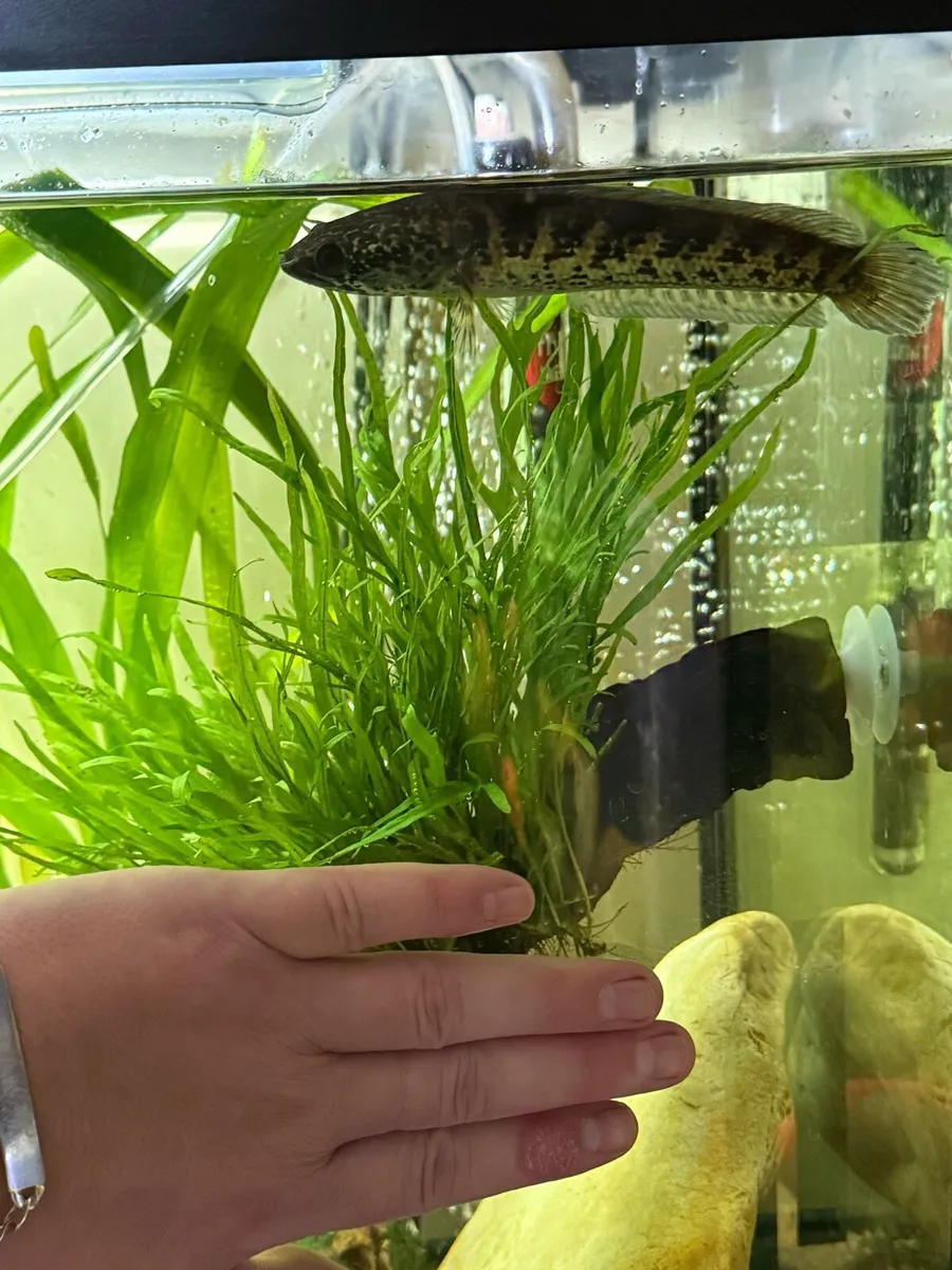 Golden cobra snakehead - Image 2