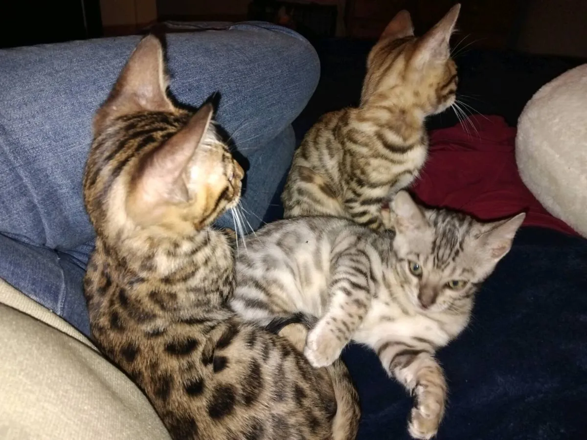 Bengal kittens purebred - Image 2