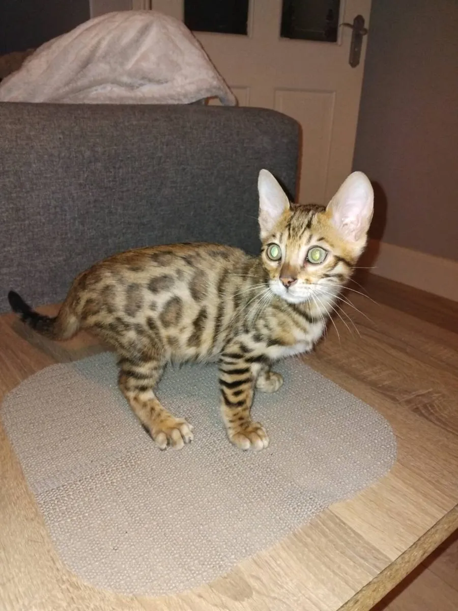 Bengal kittens purebred - Image 3