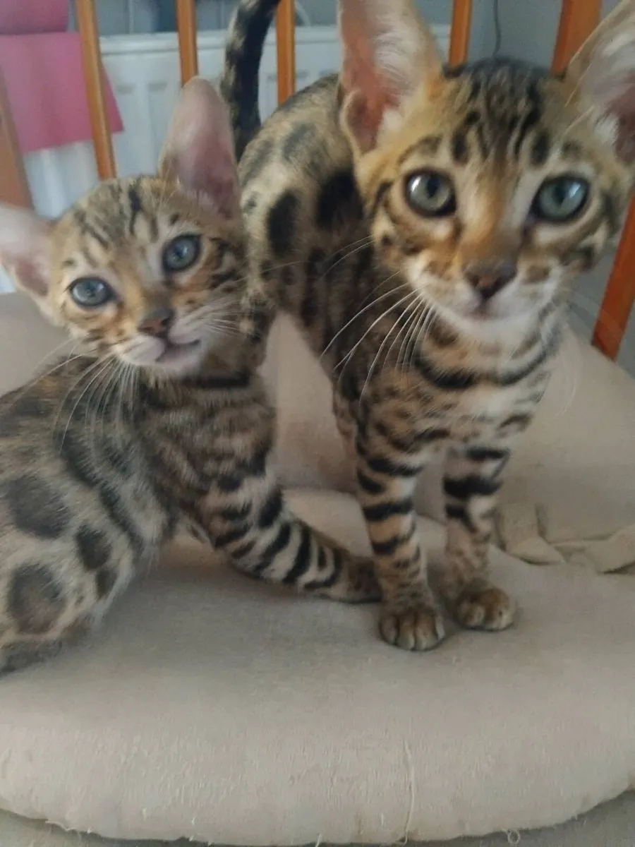 Bengal kittens purebred - Image 4