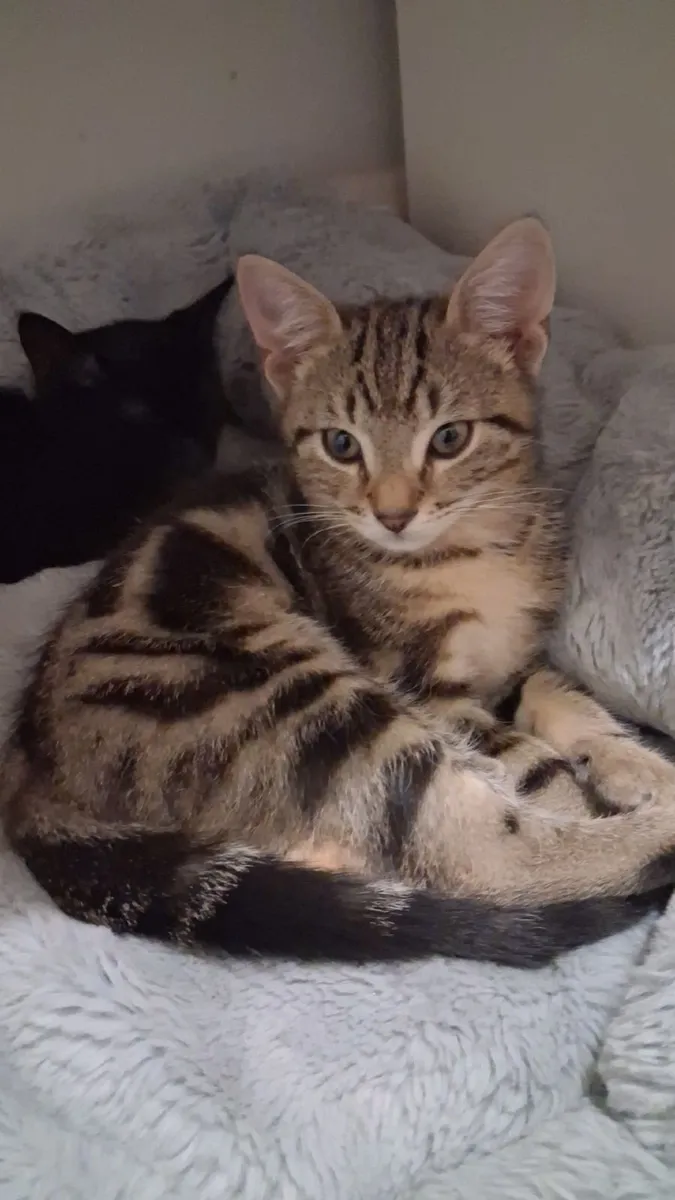 Kittens - Image 1