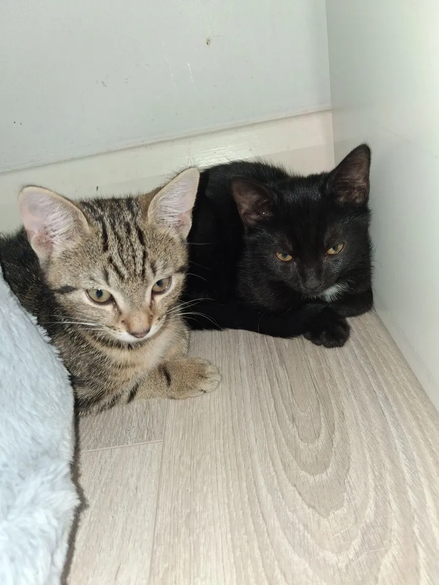 Kittens - Image 4