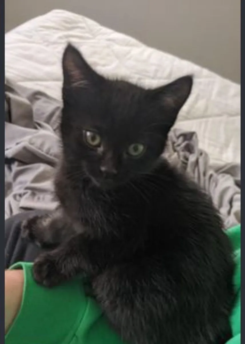 Kittens - Image 2