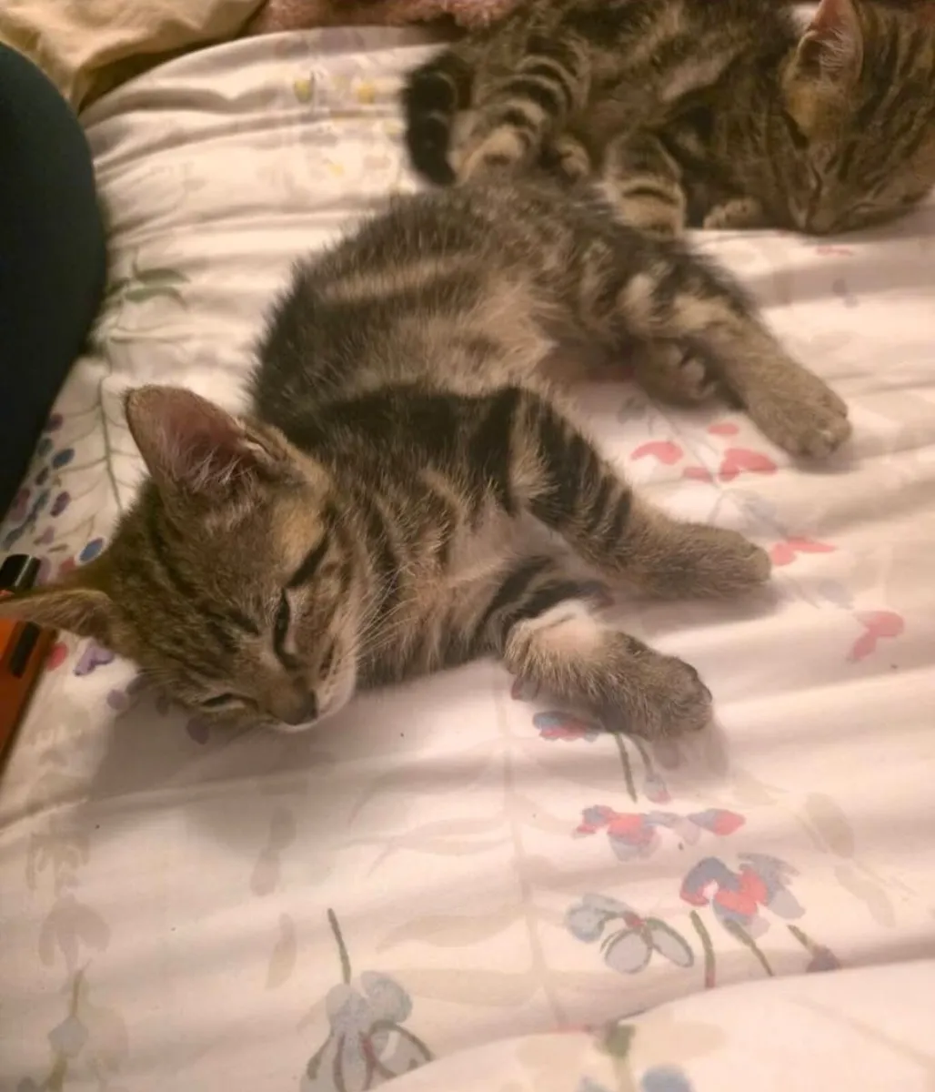 Kittens - Image 3