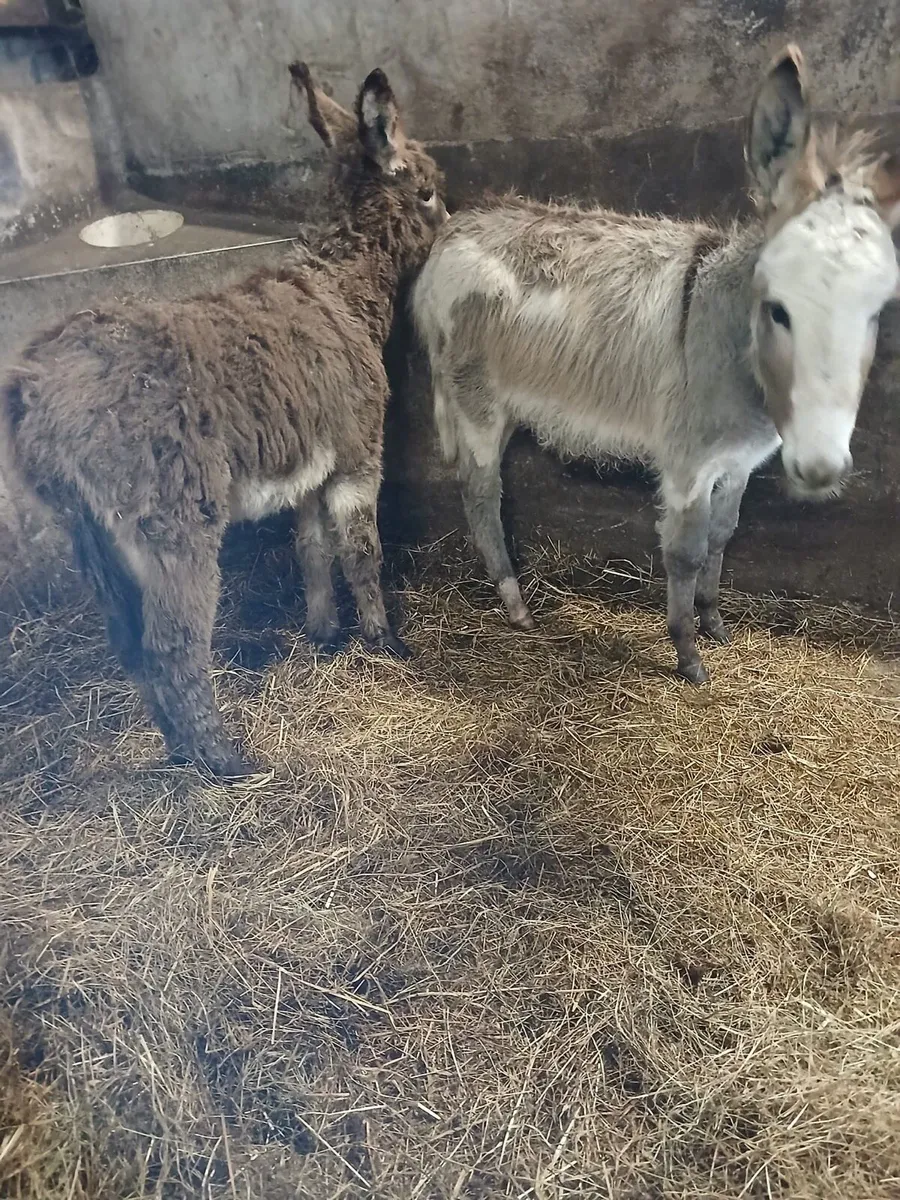 Foals for Sale - Image 1